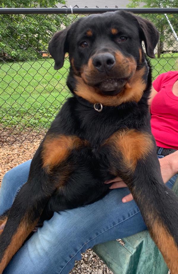 /Images/uploads/MidAmerica Rottweiler Rescue/adoptarottphotocontest/entries/10166.jpg